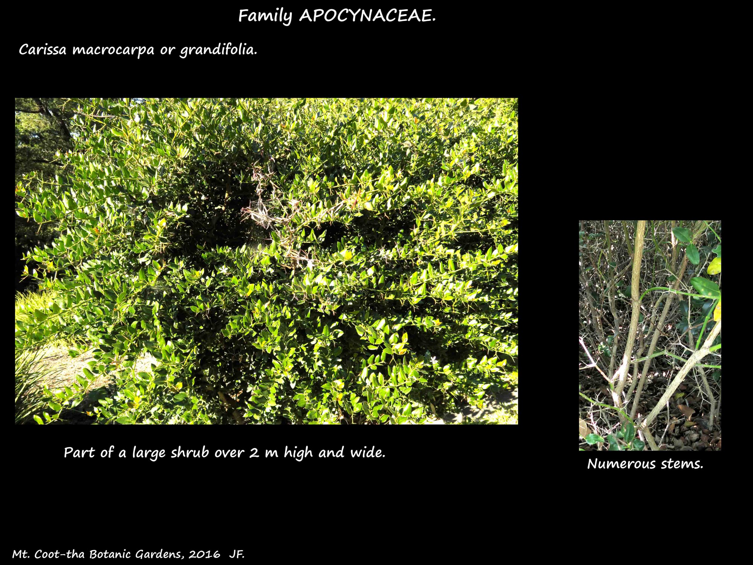 1 A large Carissa macrocarpa shrub